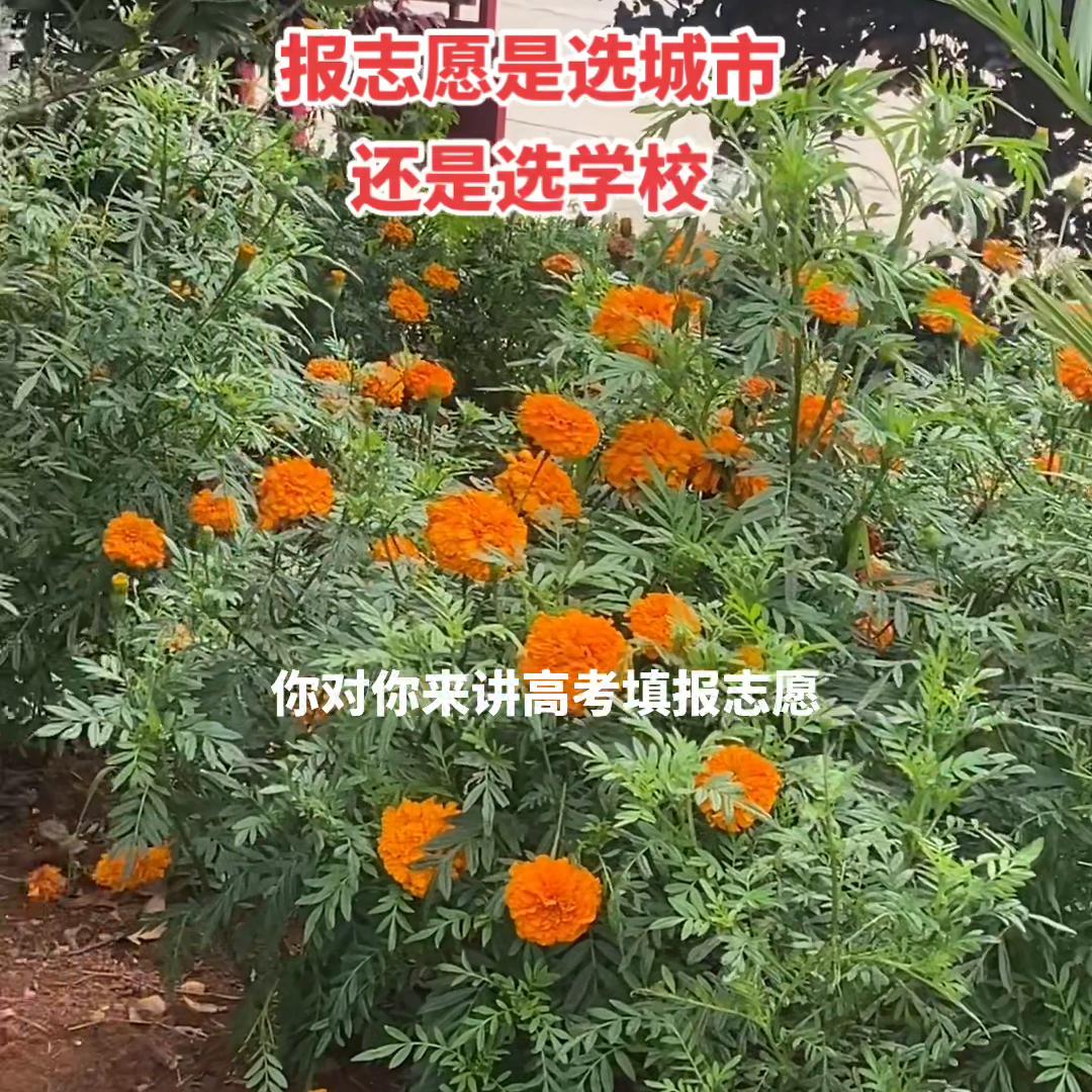 高考志愿选择学校还是城市,填报志愿是先考虑城市还是学校