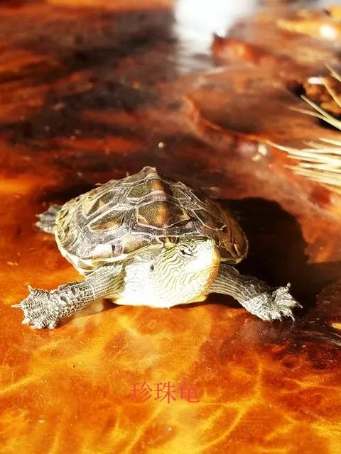 小乌龟宠物龟怎么饲养,宠物龟观赏龟怎么养好