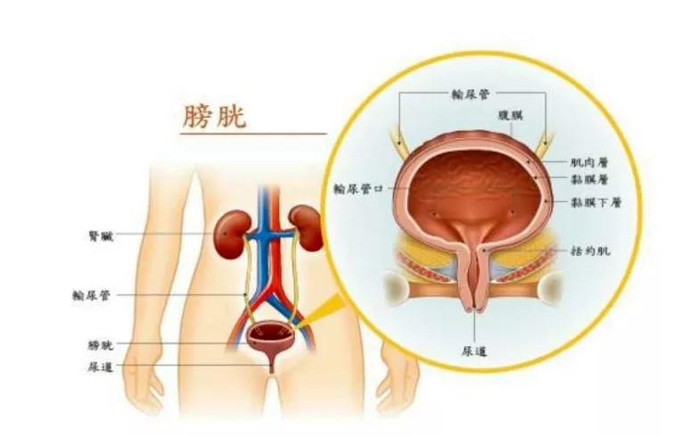 夜里起夜频繁是否肾有问题,经常起夜会不会肾衰竭
