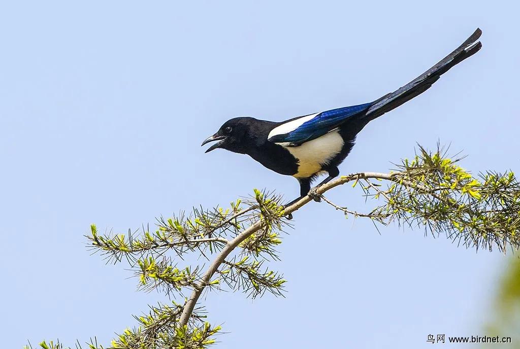 喜鹊记仇糟蹋庄稼,喜鹊糟蹋粮食完整视频