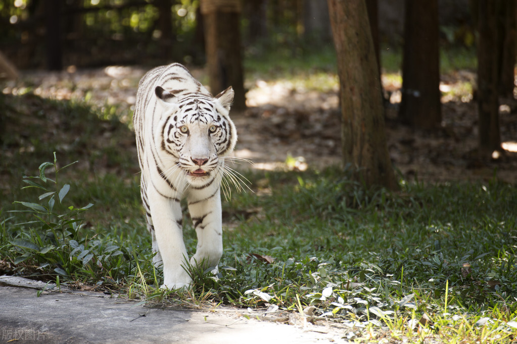 为何有些人“下面”没有毛？医生做了4点分析，男女都了解一下