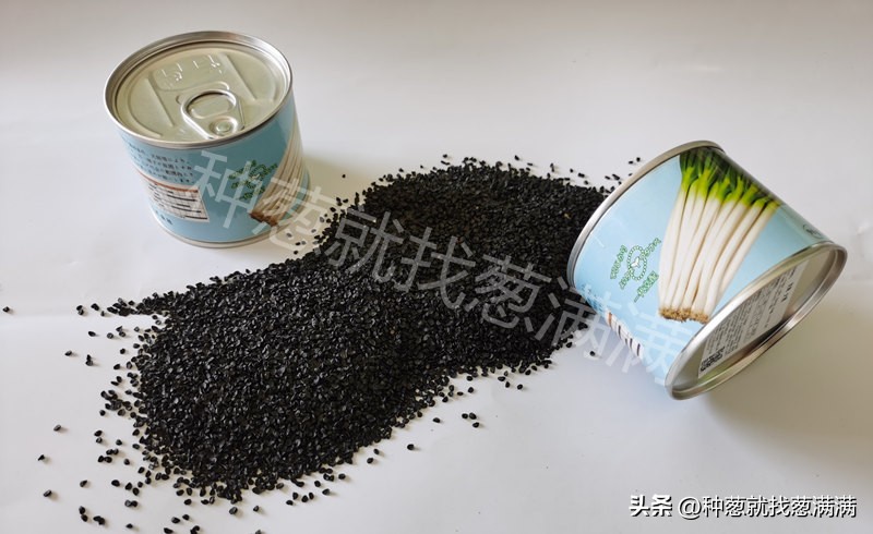 大葱种子啥品种高产及价格,2023年大葱种子哪个品种最好