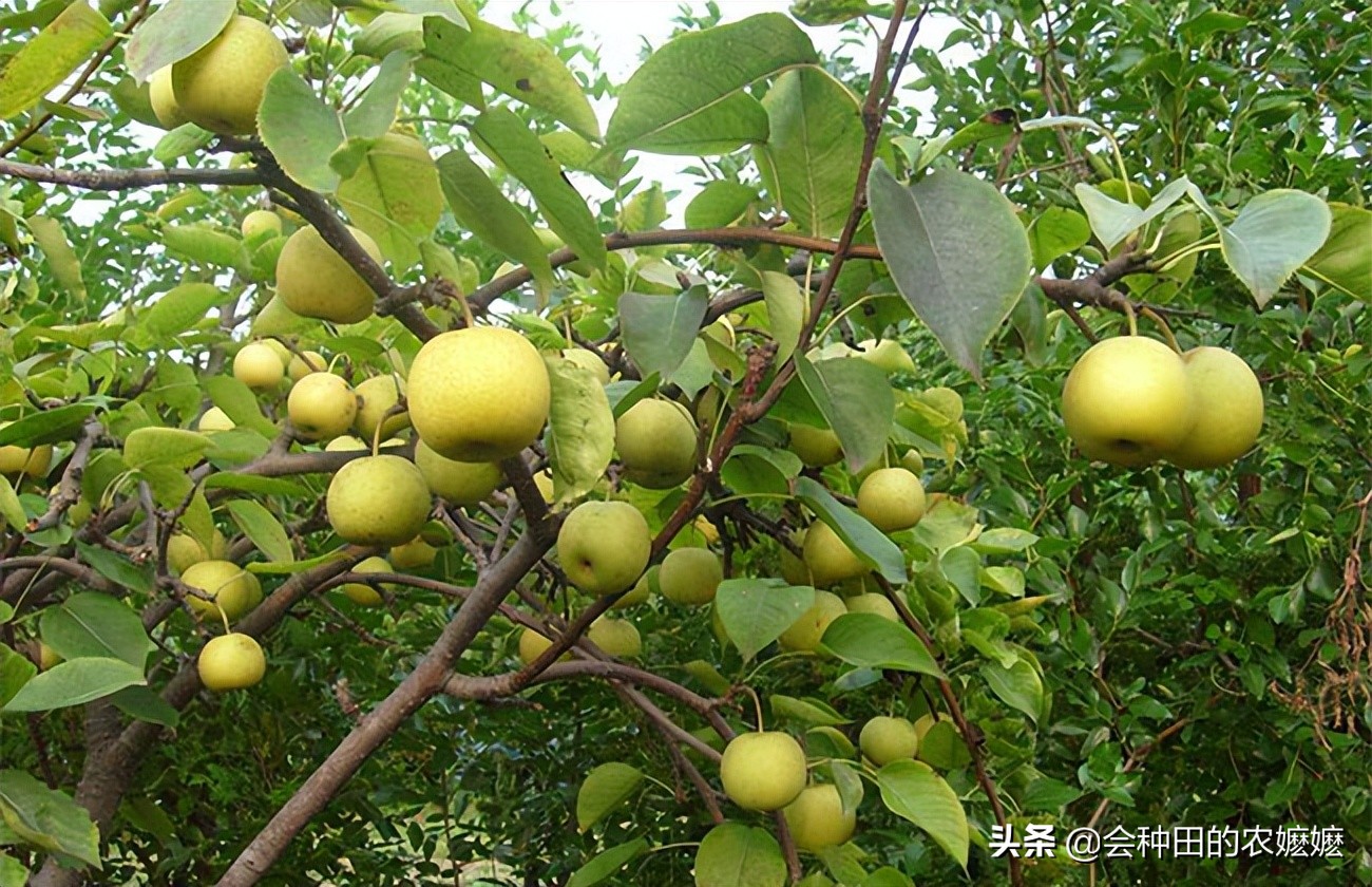 梨树膨大管理技术视频,梨树采收前怎样膨果
