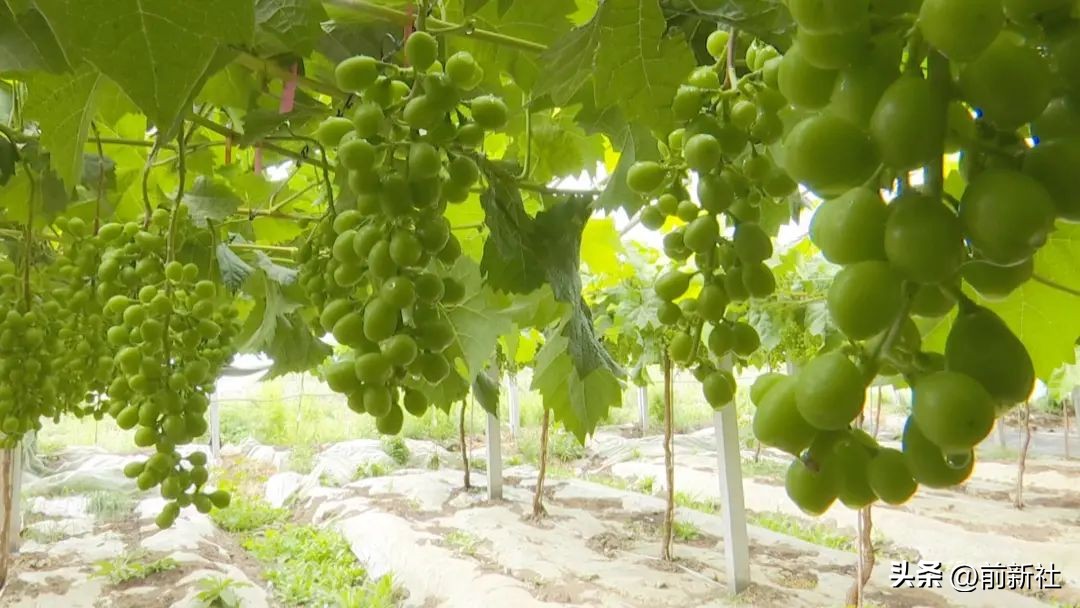 电商直播带动农业电商快速发展,电商直播助农带货有国才有家