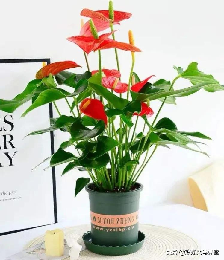 聆听花语盆景直播,聆听花语的声音