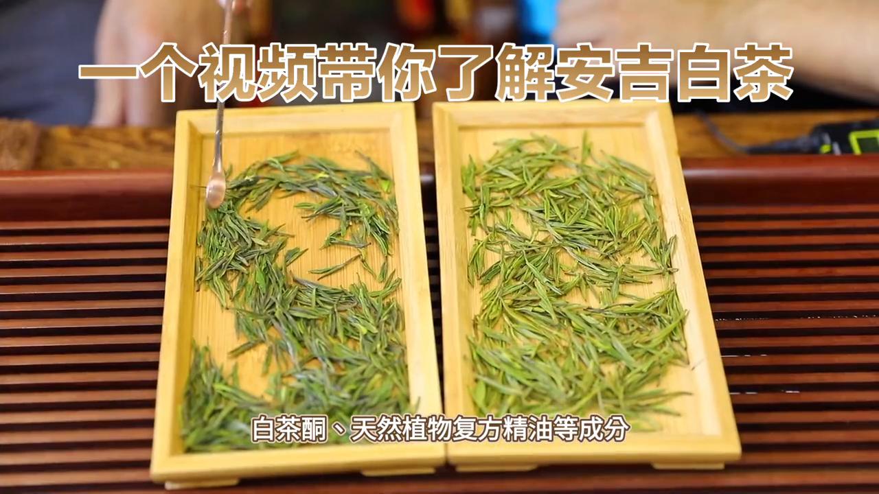 安吉白茶茶知识,茶知识白茶普及讲解