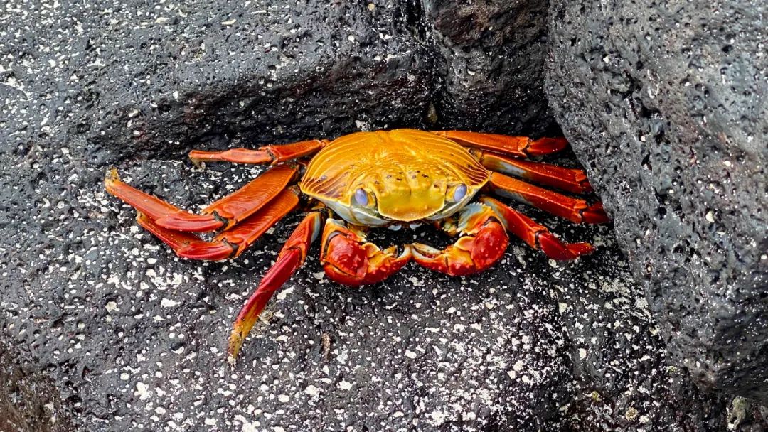 去神秘小岛探险,去神秘岛探险视频