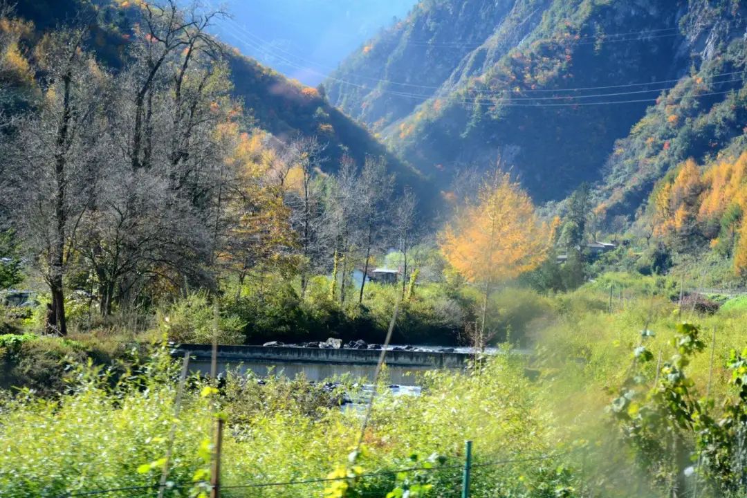 成都徒步原始森林好去处推荐,成都周边徒步森林公园推荐