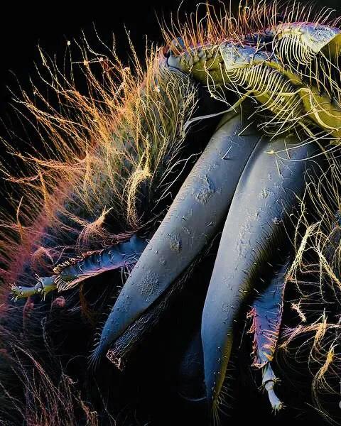 显微镜图像与真实图像,22张罕见的显微镜照片