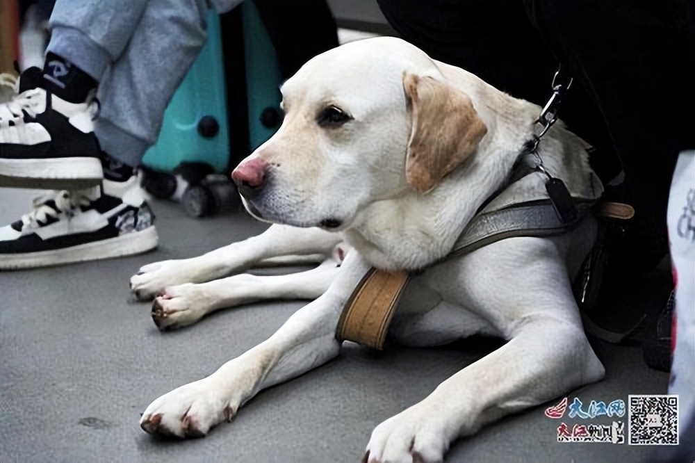 世上第一只导盲犬,一只合格导盲犬的故事