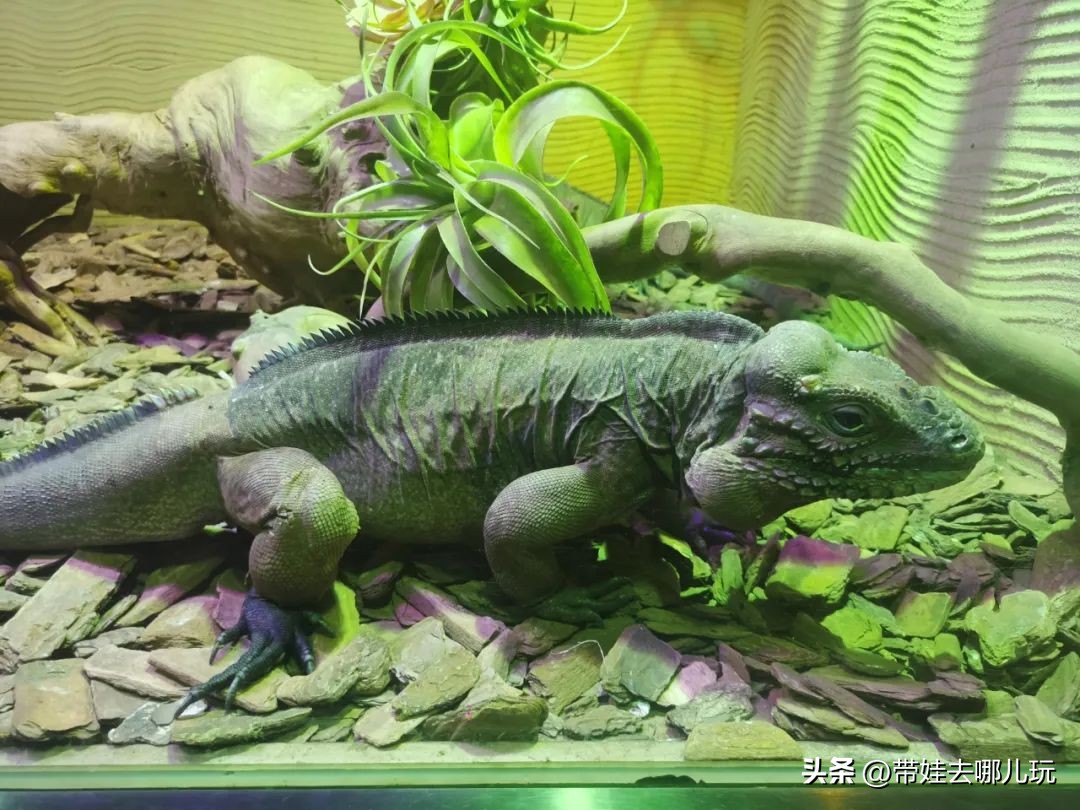 一天玩遍北京野生动物园,包场去鸟巢