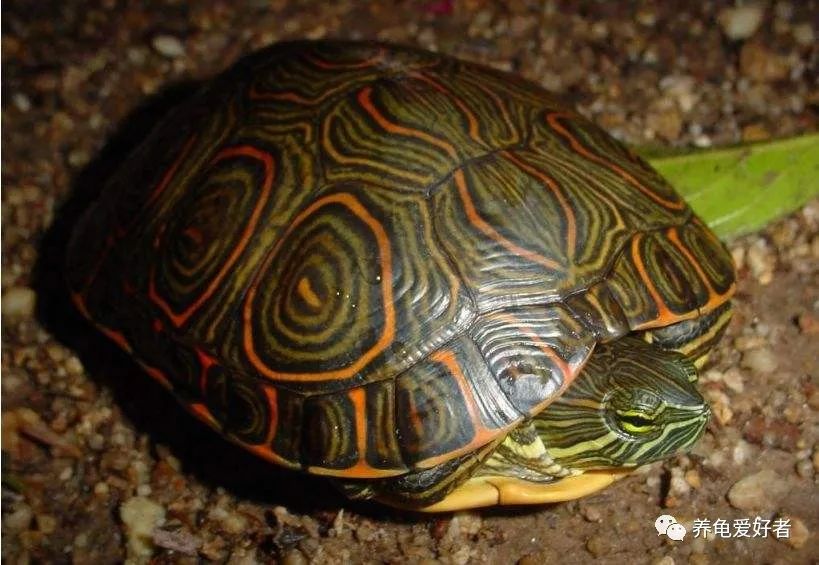不同容器的合理养龟环境搭建方法,养龟有什么不用换水的方法