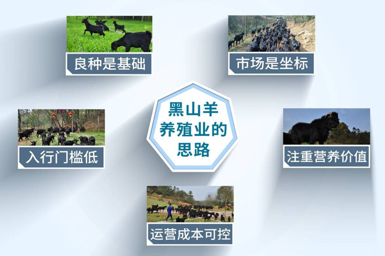 长毛黑山羊生长能力,岩羊的雌性生殖生理解剖