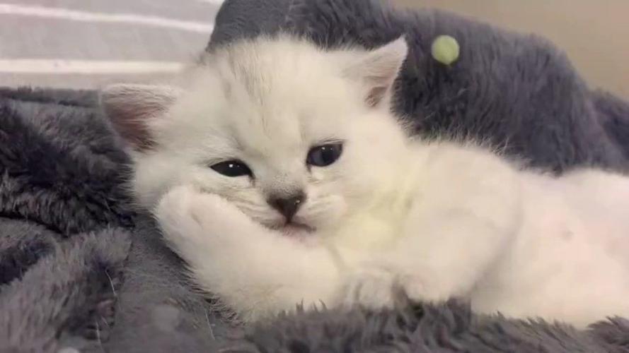 养猫咪要注意什么？新领回来的猫咪怎样才能养好？