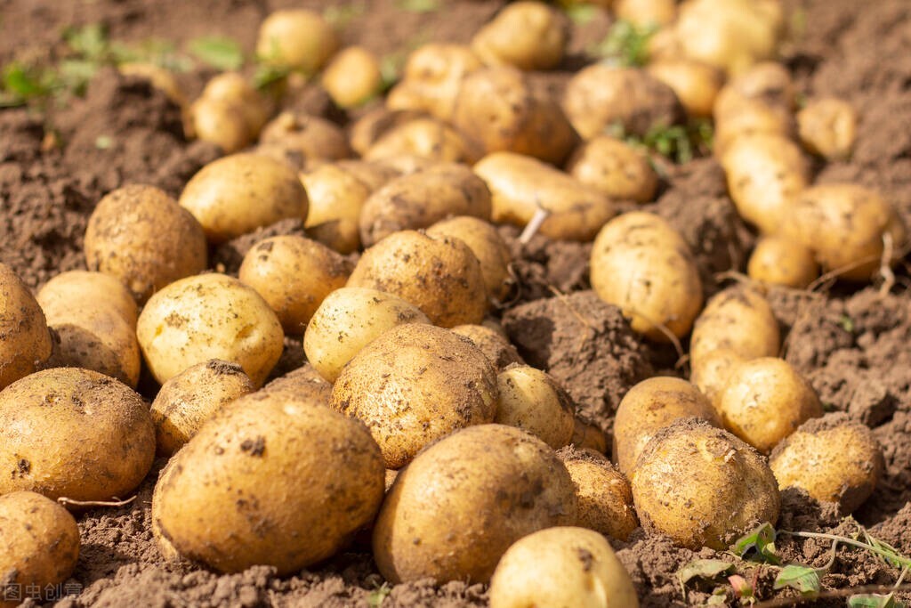 比熊没有泪痕可以吃泪痕药吗,比熊吃什么去火去泪痕