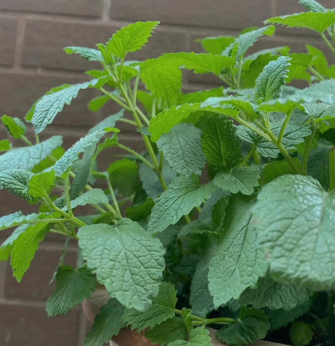 食用薄荷哪种最清凉,薄荷夏季必备的清凉佳品