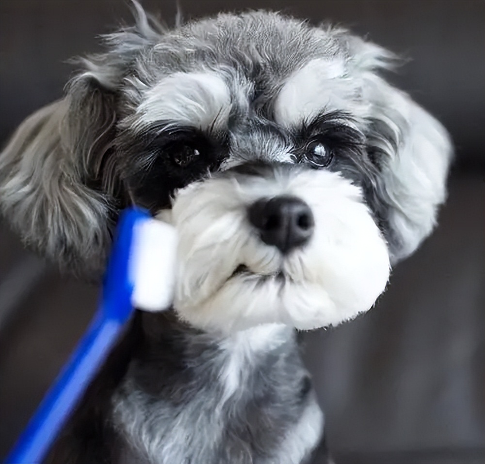 雪纳瑞幼犬容易出现什么病,雪纳瑞容易患上的几种疾病