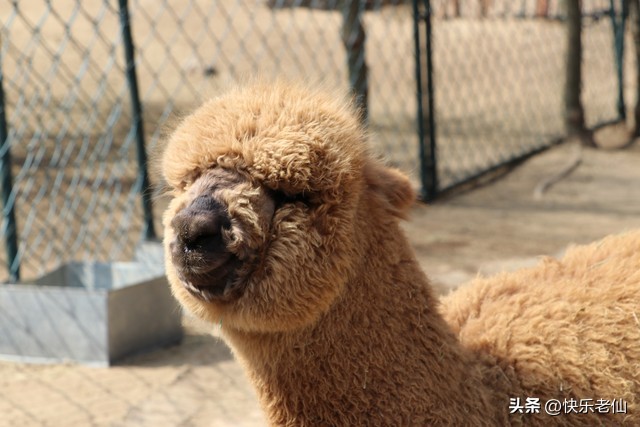 沈阳森林动物园缆车,自驾沈阳森林动物园