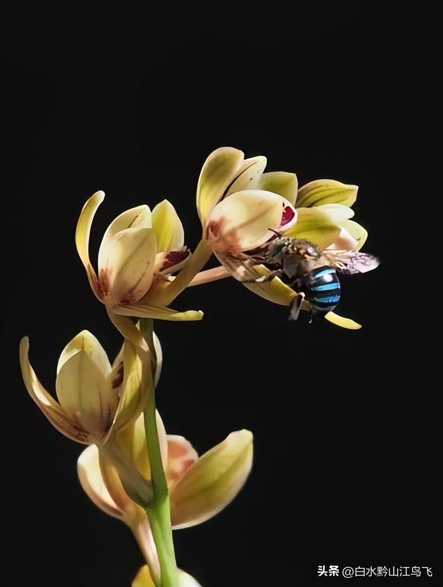 教你速学兰花,兰花高人指点讲解
