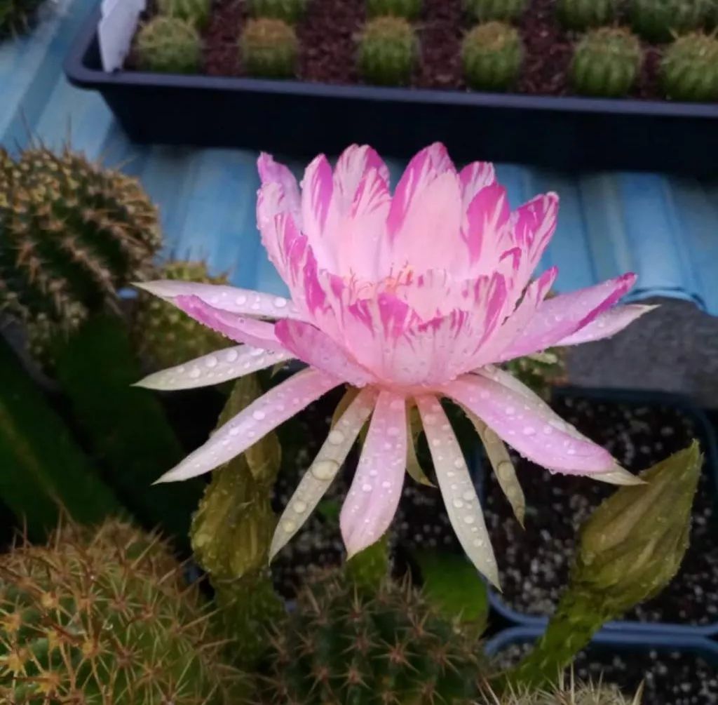 200种·仙人球开花图鉴，大开眼界，美到爆