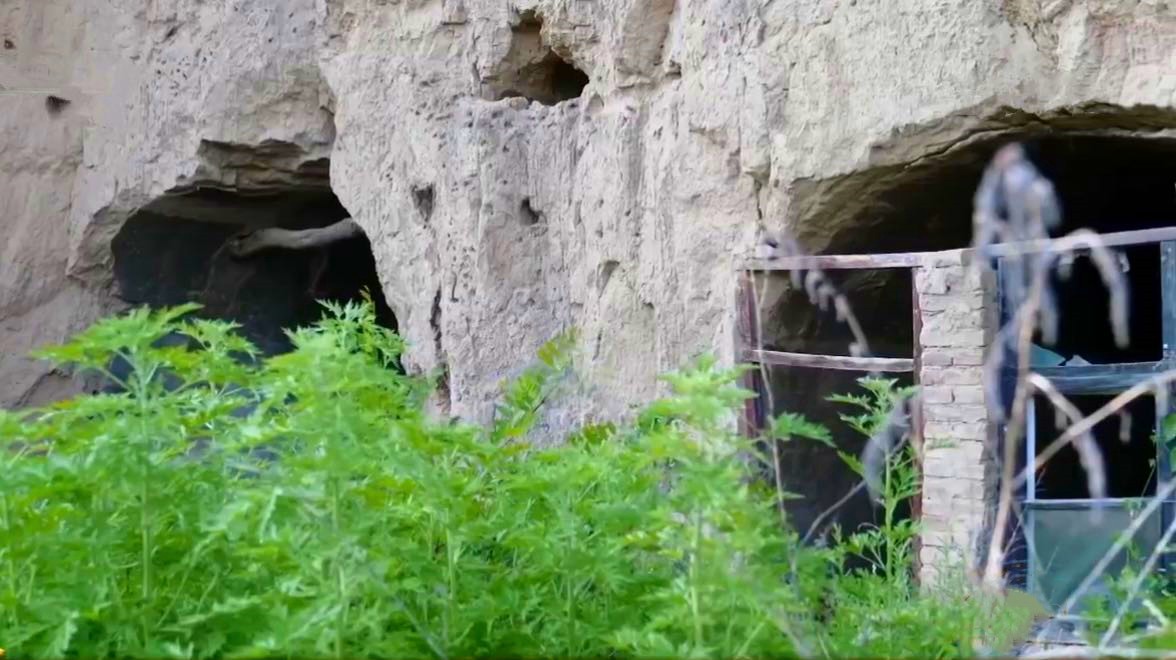 山西矿老板发现养殖商机种植构树,矿老板被骂