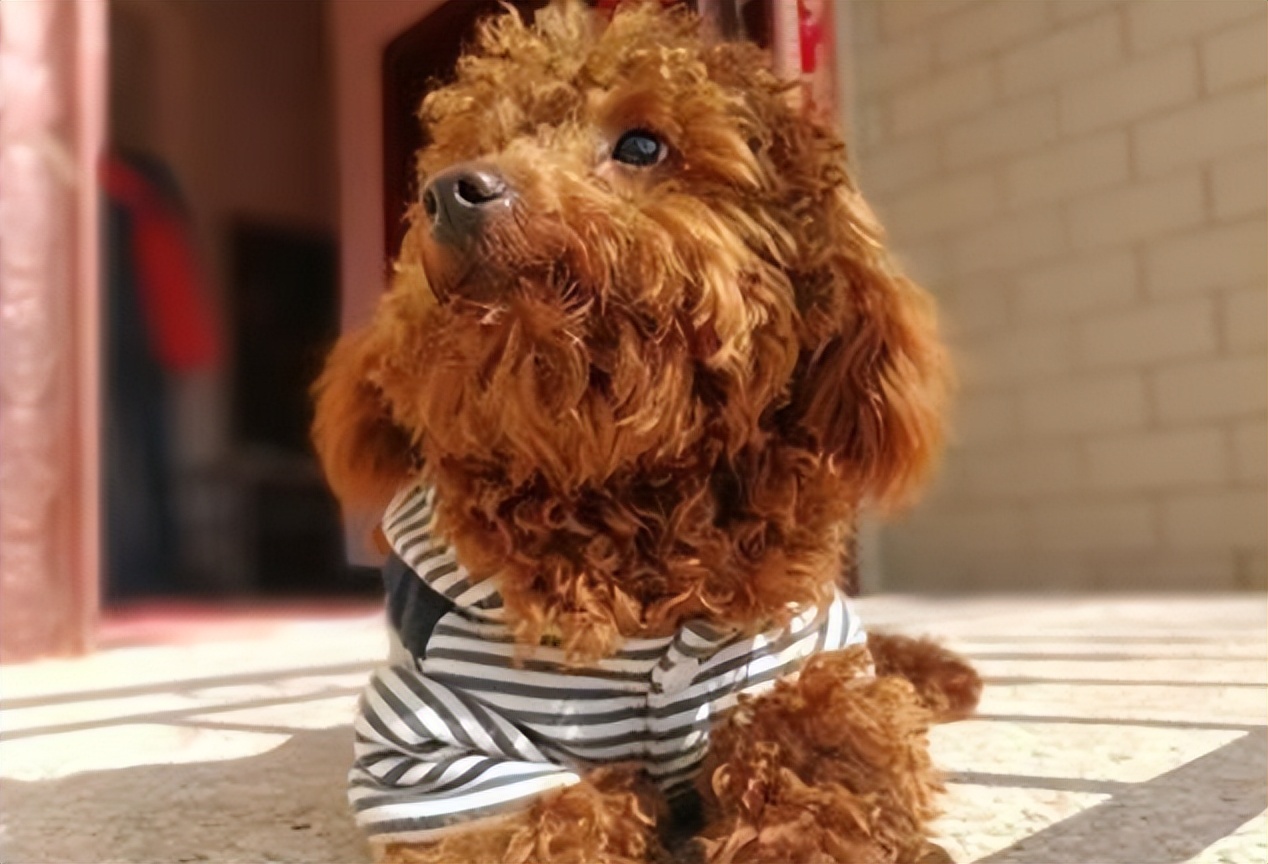 泰迪养育手册,养宠日记狗狗精神不好呕吐