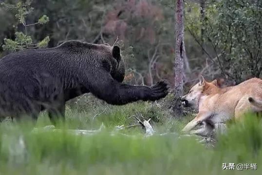 熊冬眠被挖出来,熊冬眠后被人吵醒了还会继续睡吗