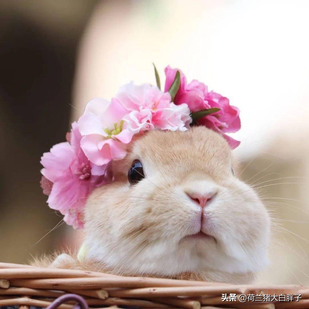 兔子啃墙怎么回事,兔子啃后腿什么原因