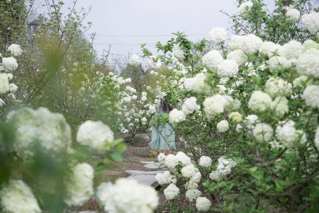 提前盛开！成都市区这个被偏爱的宝藏地又上新，即将刷爆全网