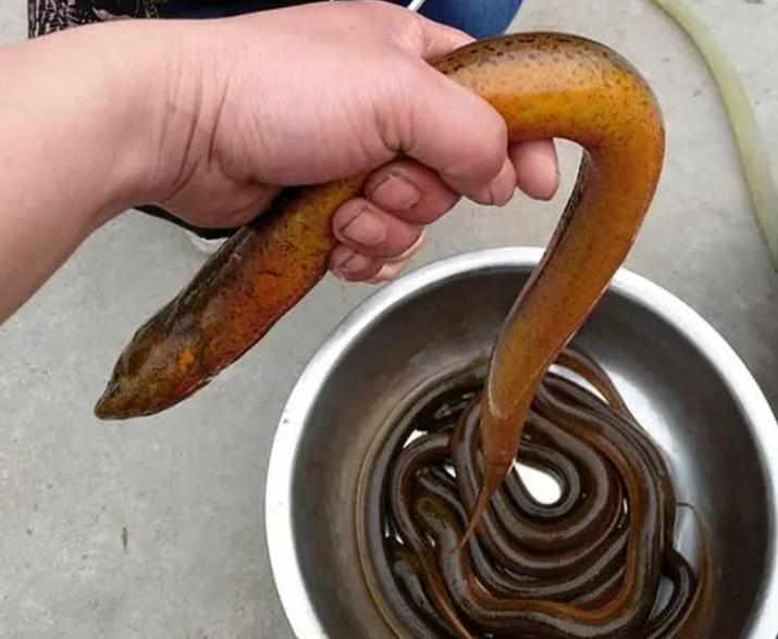 蛇吃毒蛇为什么不会中毒,蛇吃生肉为什么不会得病