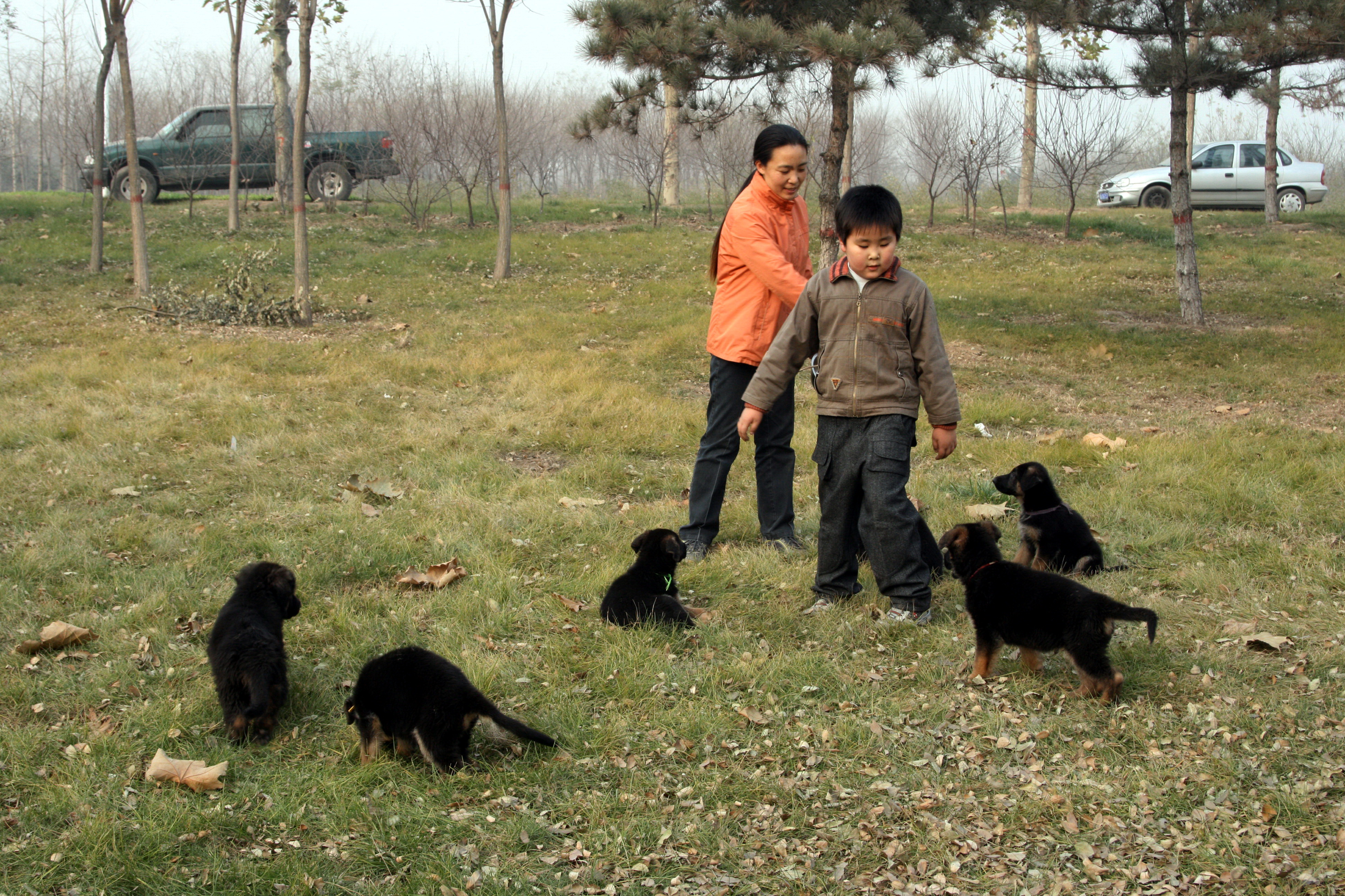 德牧养殖技术书籍大全,德牧饲养攻略