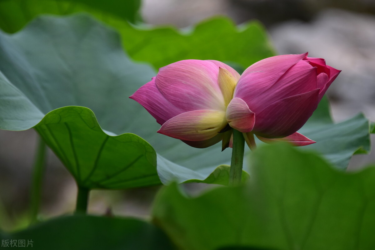 最美的四季诗句,四季美景令人流连忘返的诗句