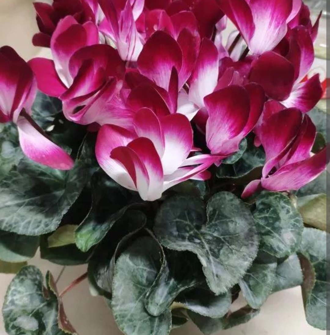 养仙客来怎么浇水,养花卉技巧仙客来