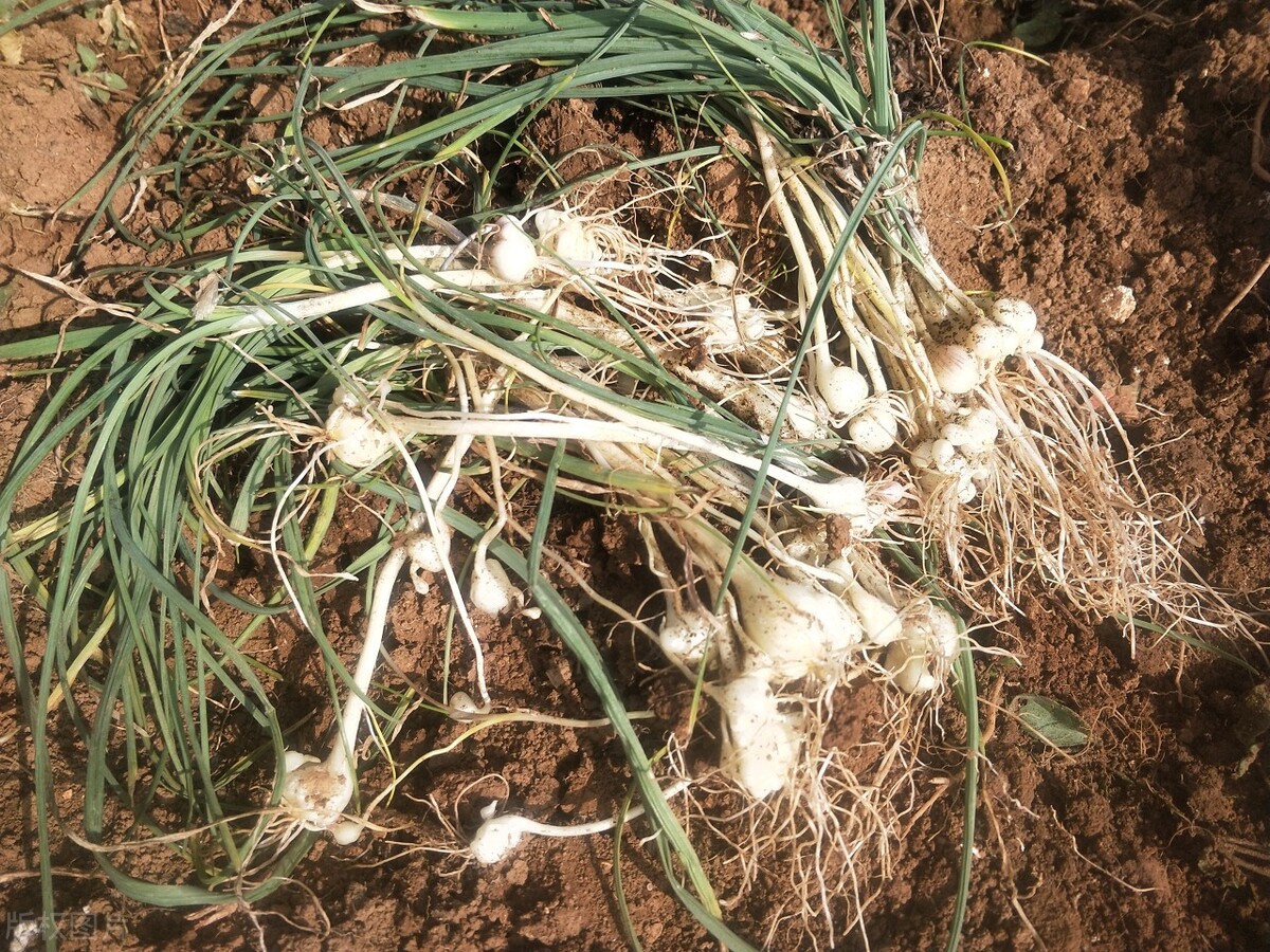 胸闷早搏中医辨证,室性早搏胸闷气短中医如何治