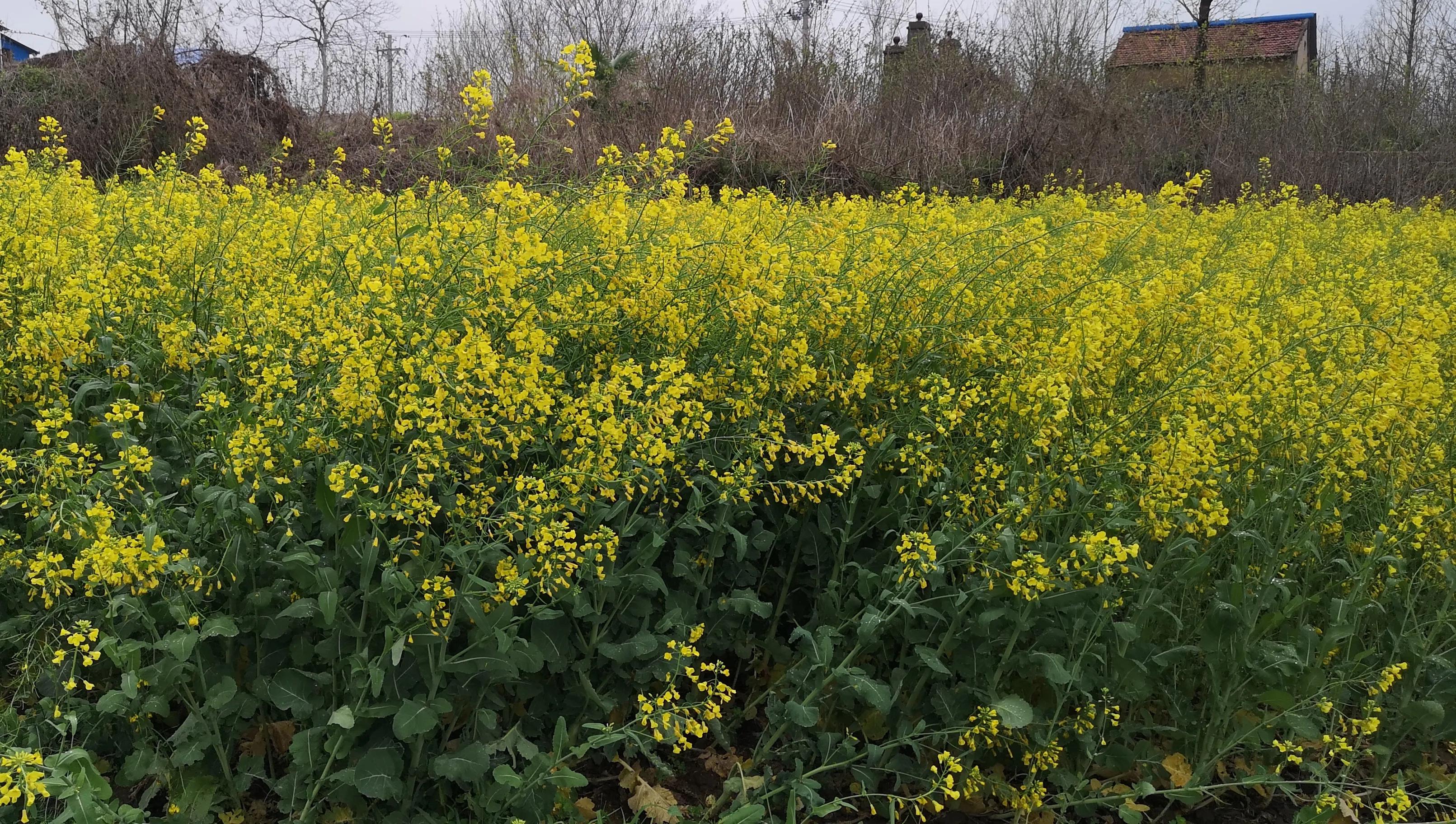 清明的雨是天堂思念的泪,清明的雨是多情的泪