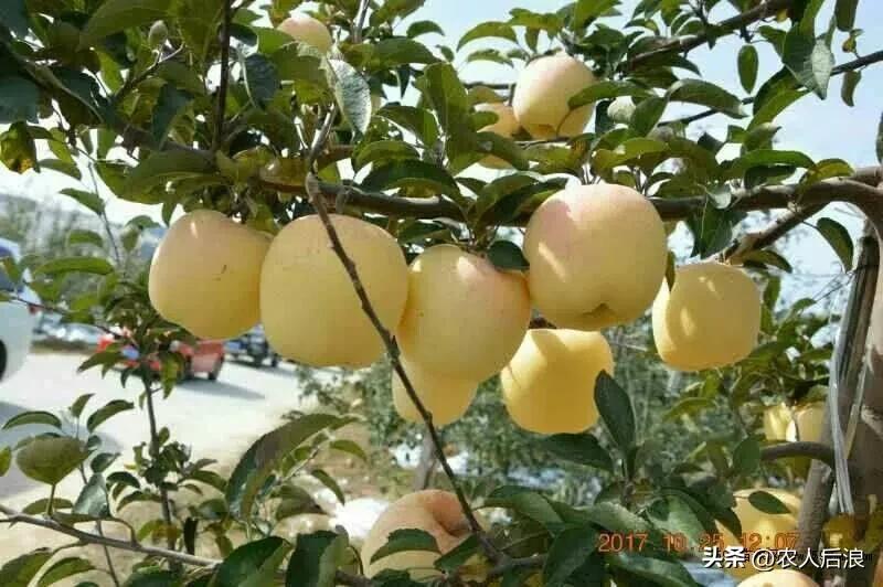 一斤卖16元，果农苦不堪言又趋之若鹜，维纳斯黄金苹果有啥吸引力
