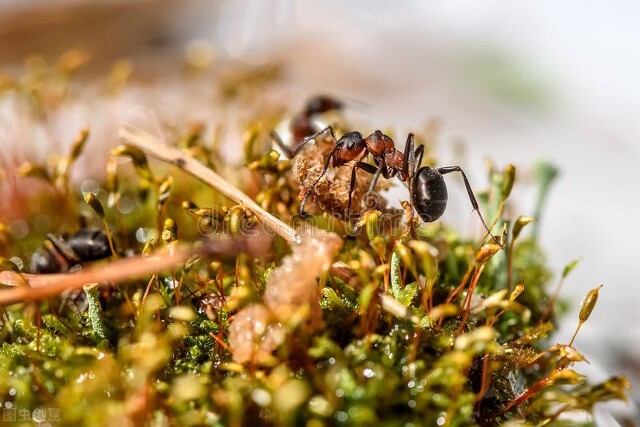 蚂蚁图片大全高清大图,蚂蚁图片欣赏