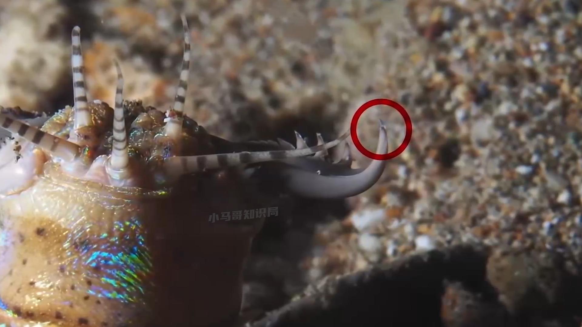 博比特虫遭遇人类袭击,巨型博比特虫