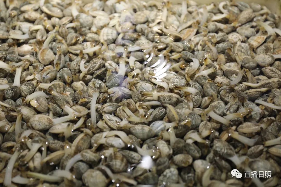 封海倒计时威海海鲜涨价了吗,封海前后海鲜价格对比