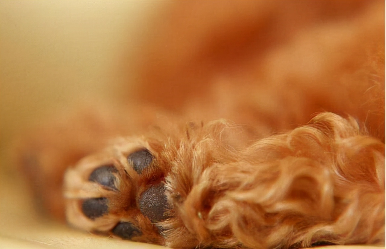 泰迪犬的饲养方法大全视频播放,1-3个月泰迪犬的饲养方法