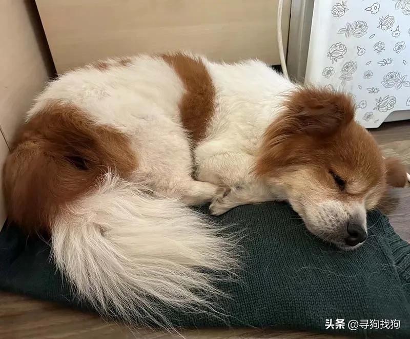 广东中山蝴蝶犬串串领养,附近的蝴蝶犬串串出售