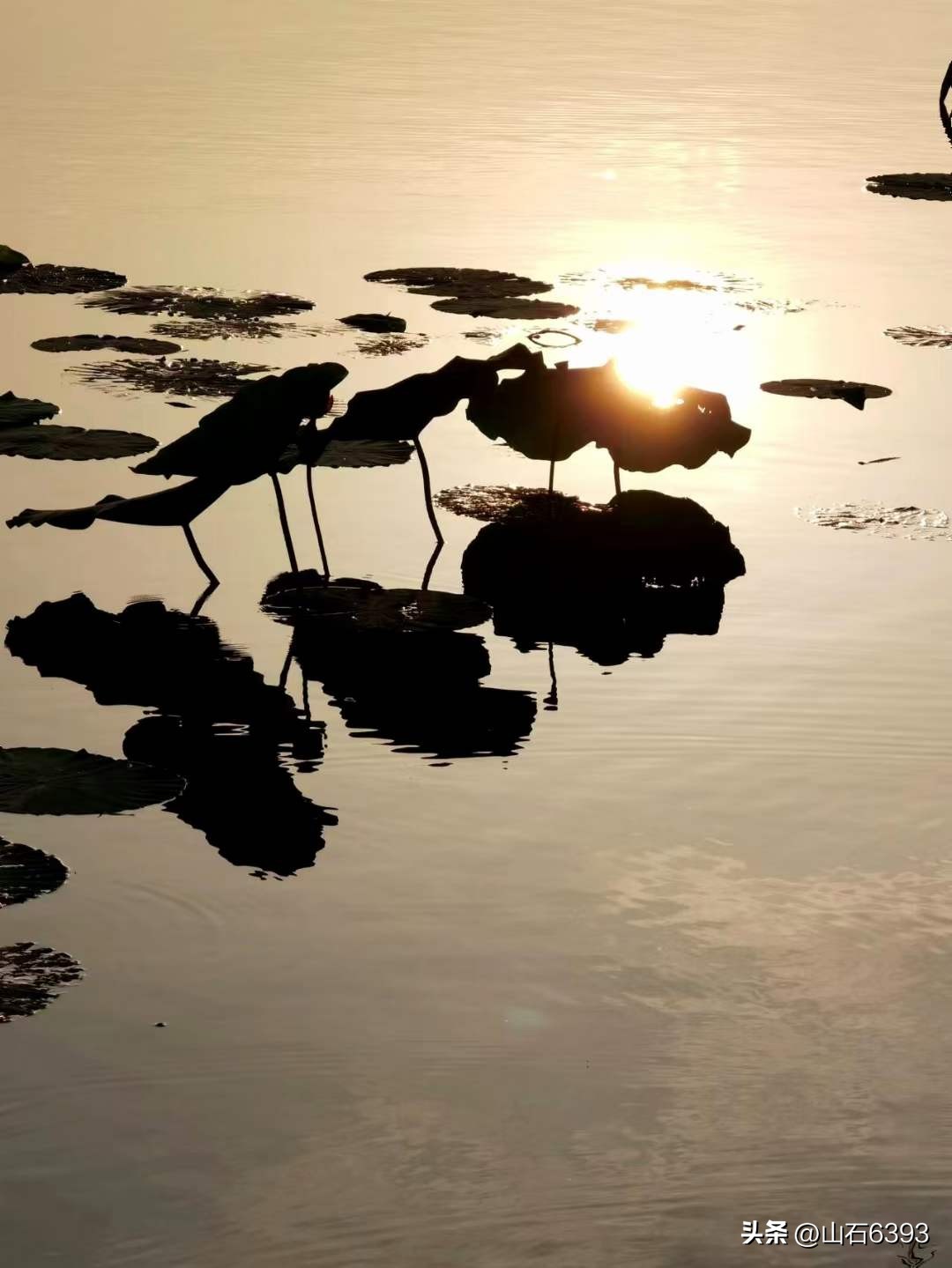 「战友美拍」“荷颂”系列17:陶俊峰的《荷叶之美》