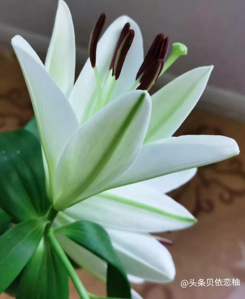 香水百合是室内花吗,满屋飘香的香水百合