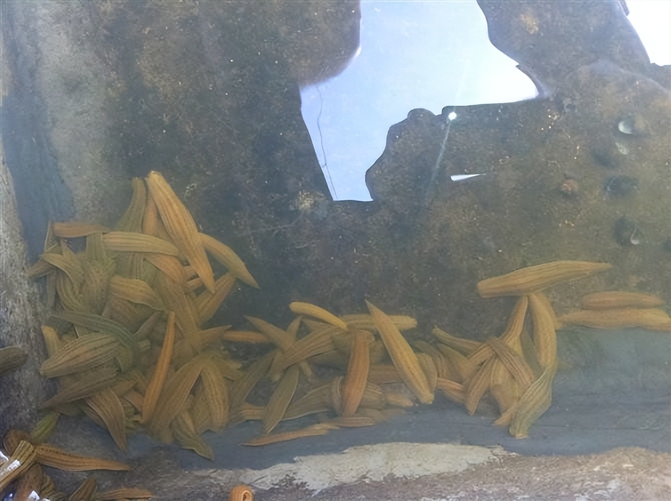 水蛭龙虾自繁自养,自繁自养水蛭