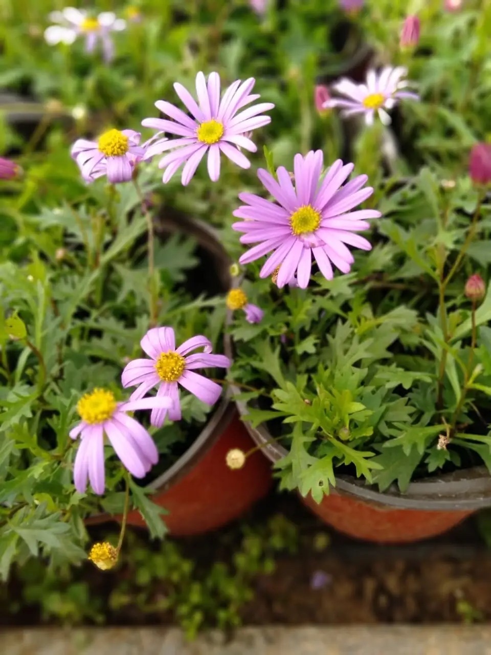 10月份养花注意什么,10月养栀子花