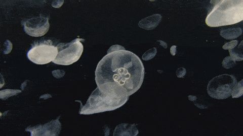 因为娇气和“作死”......它把自己活成了“植物界的大熊猫”