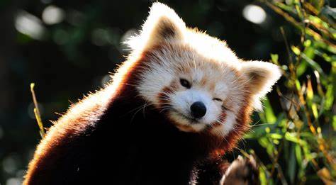 大熊猫真的安全了吗,大熊猫安全性能