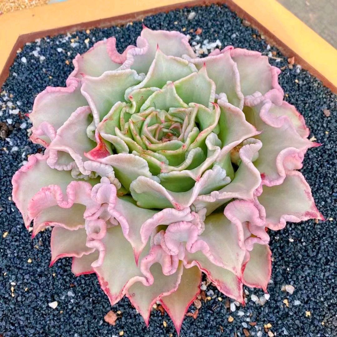 夏季养多肉注意点,夏季养多肉会生虫