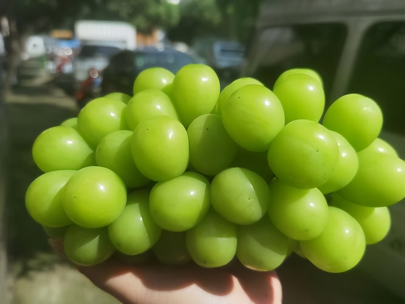 阳光玫瑰是药水泡的吗,阳光玫瑰的作用和处理方法