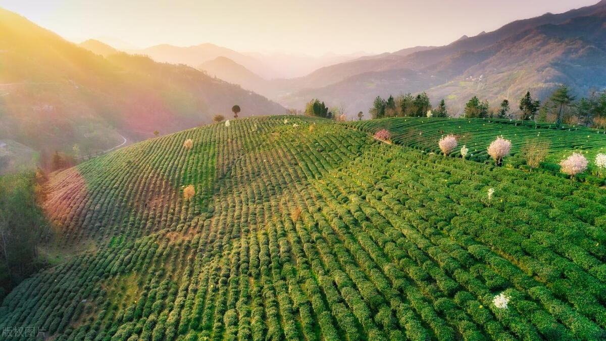 李昌平：乡村振兴关键靠发展产业？